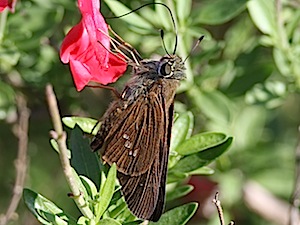 Celia's Roadside Skipper